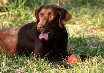 Hundebetreuung Friedrichshain 1